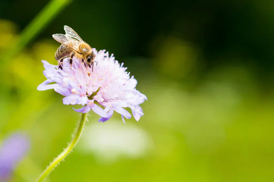 Bienenfreundlicher Garten