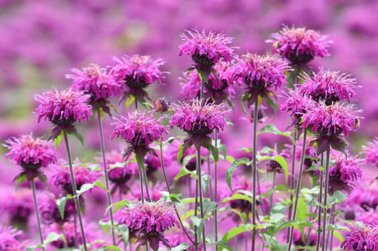 Monarda ist Staude des Jahres 2023 (Nektarreiche Blütenpracht für üppige Duftbeete)