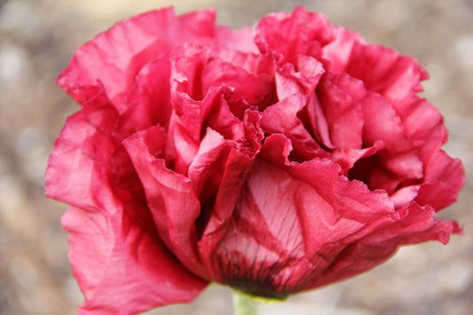 Papaver orientale in der Gärtnerei Gräfin von Zeppelin