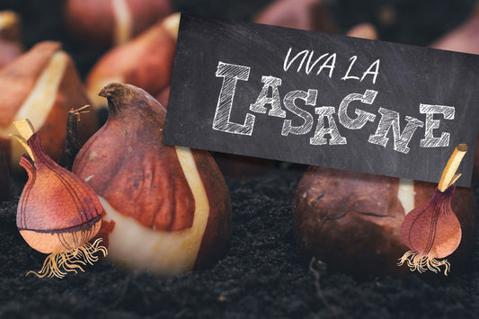 Blumenzwiebeln im Topf schichten mit der Lasagne-Technik