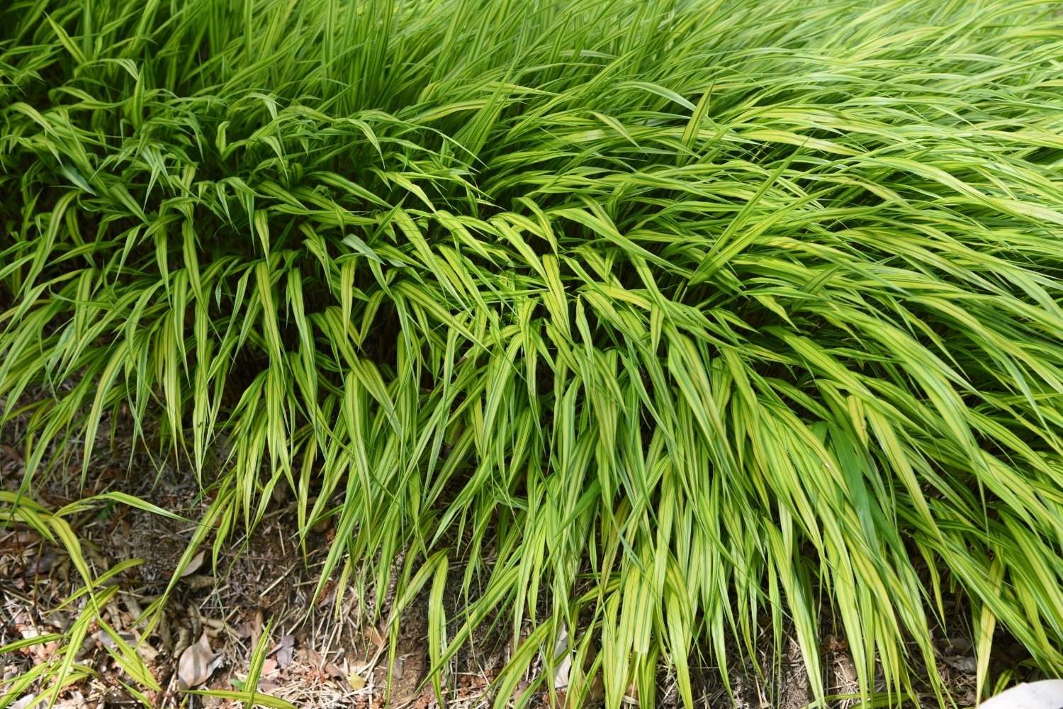 Hakonechloa  (Stilvolle Gartenbereiche im lichten Schatten gestalten)