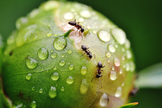 Ameisen im Garten (nützliches Wissen und Tipps)