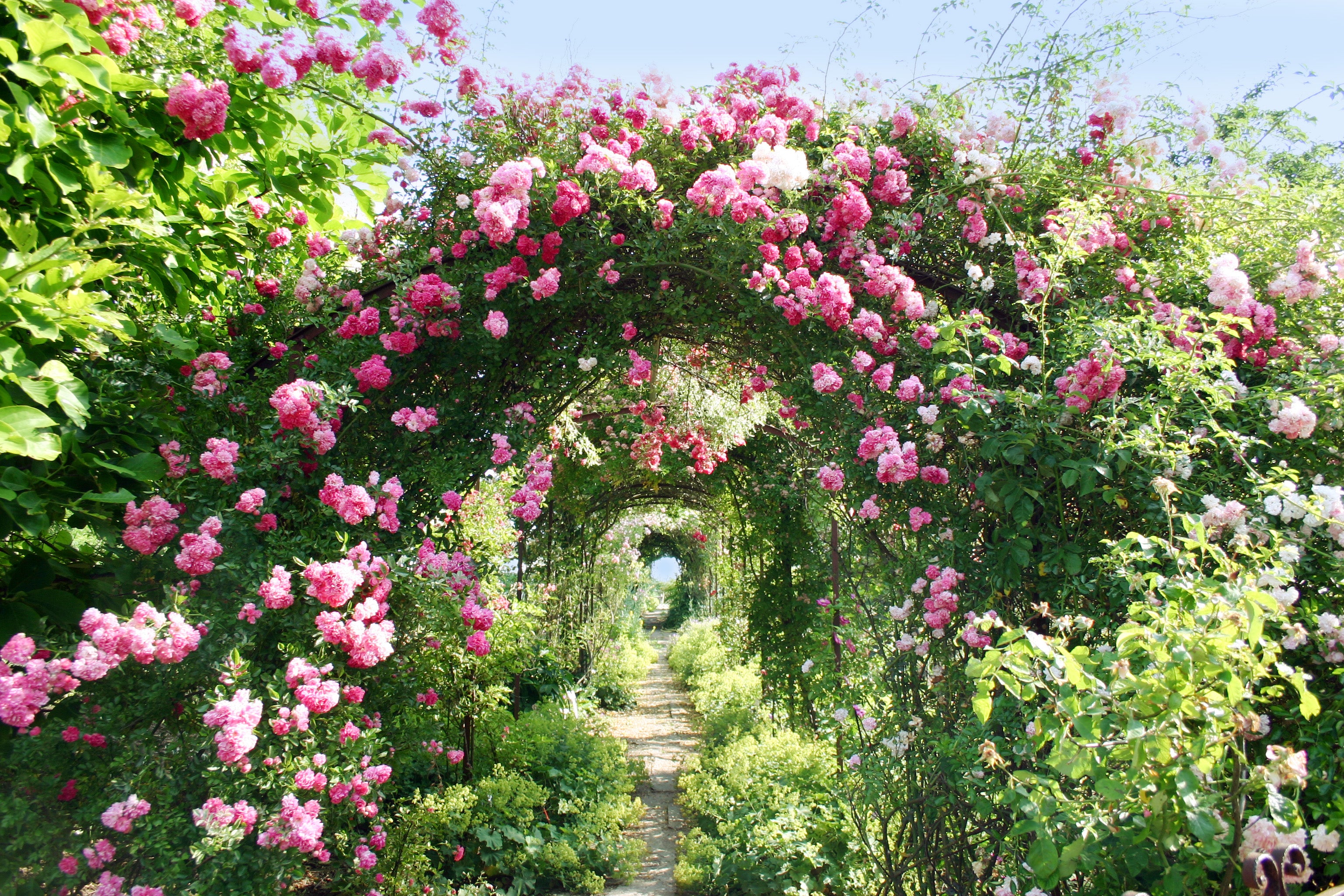 Rosen [bot. Rosa] (Pflanzen, Standort & Pflege)