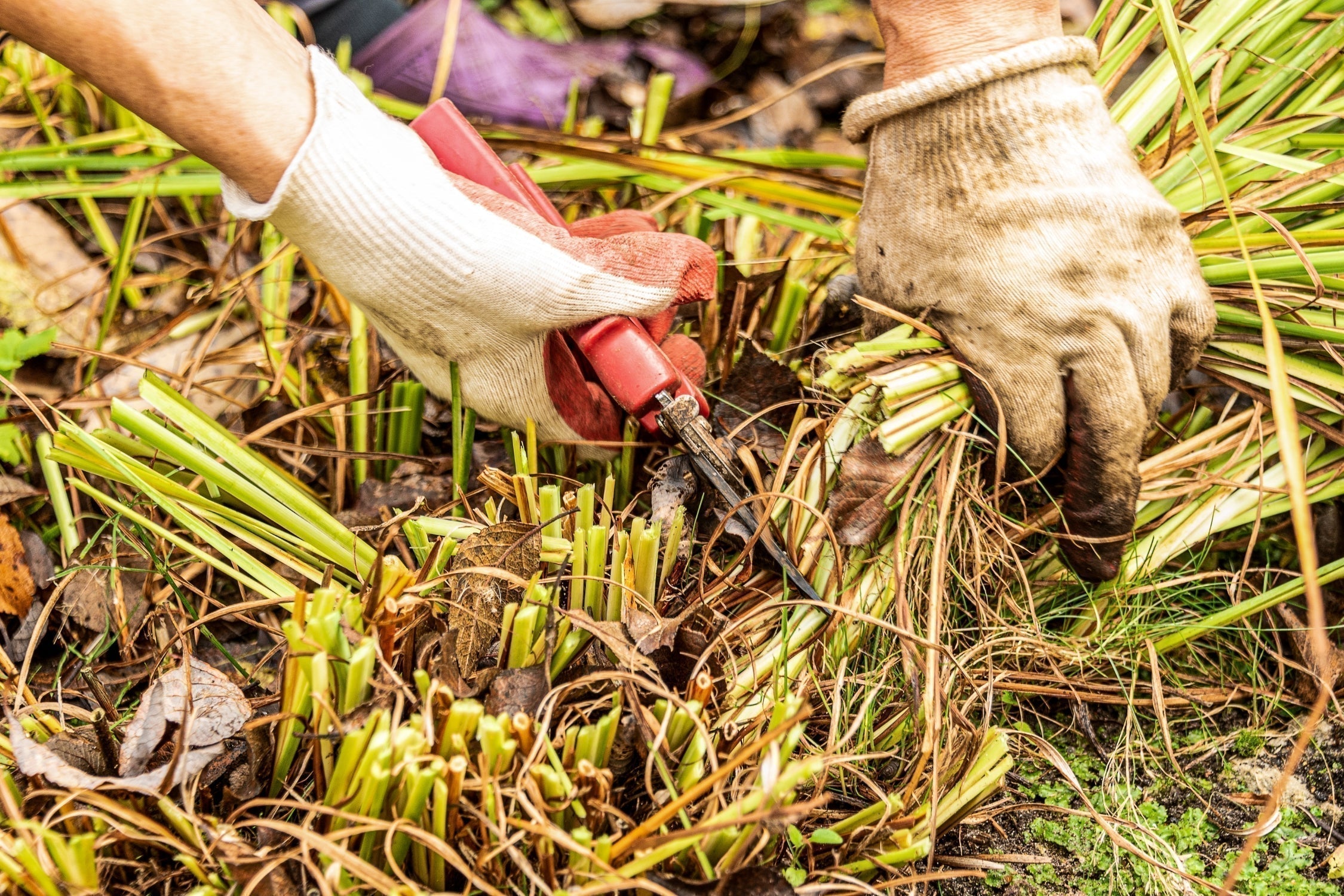 Grüne Daumen aufgewacht (Pflegetipps und Gartenarbeiten zum Start ins Gartenjahr)