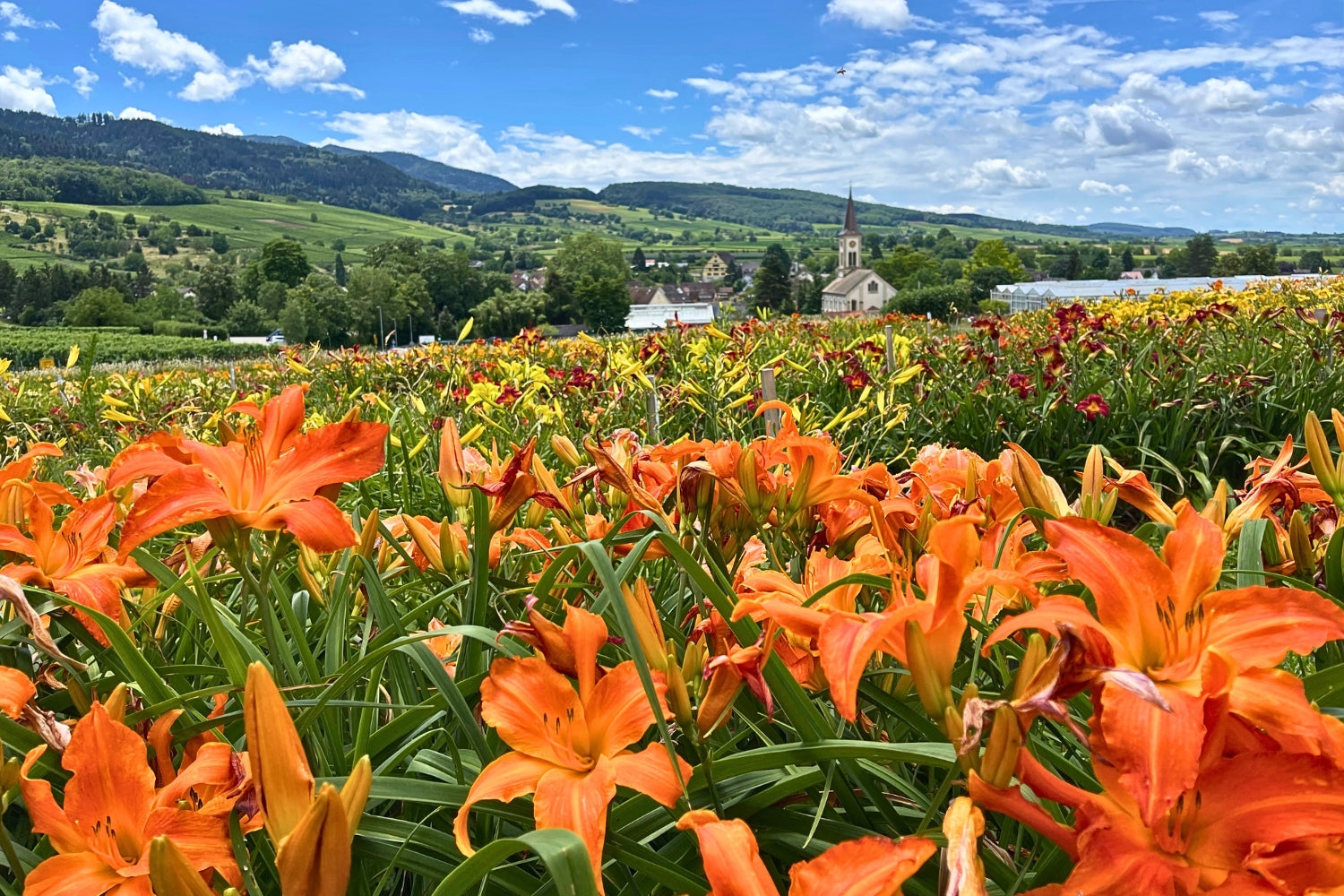 Taglilien [bot. Hemerocallis] (Pflanzen, Standort & Pflege)