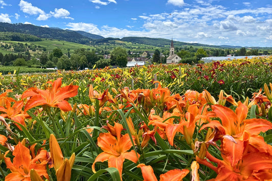 Taglilien [bot. Hemerocallis] (Pflanzen, Standort & Pflege)