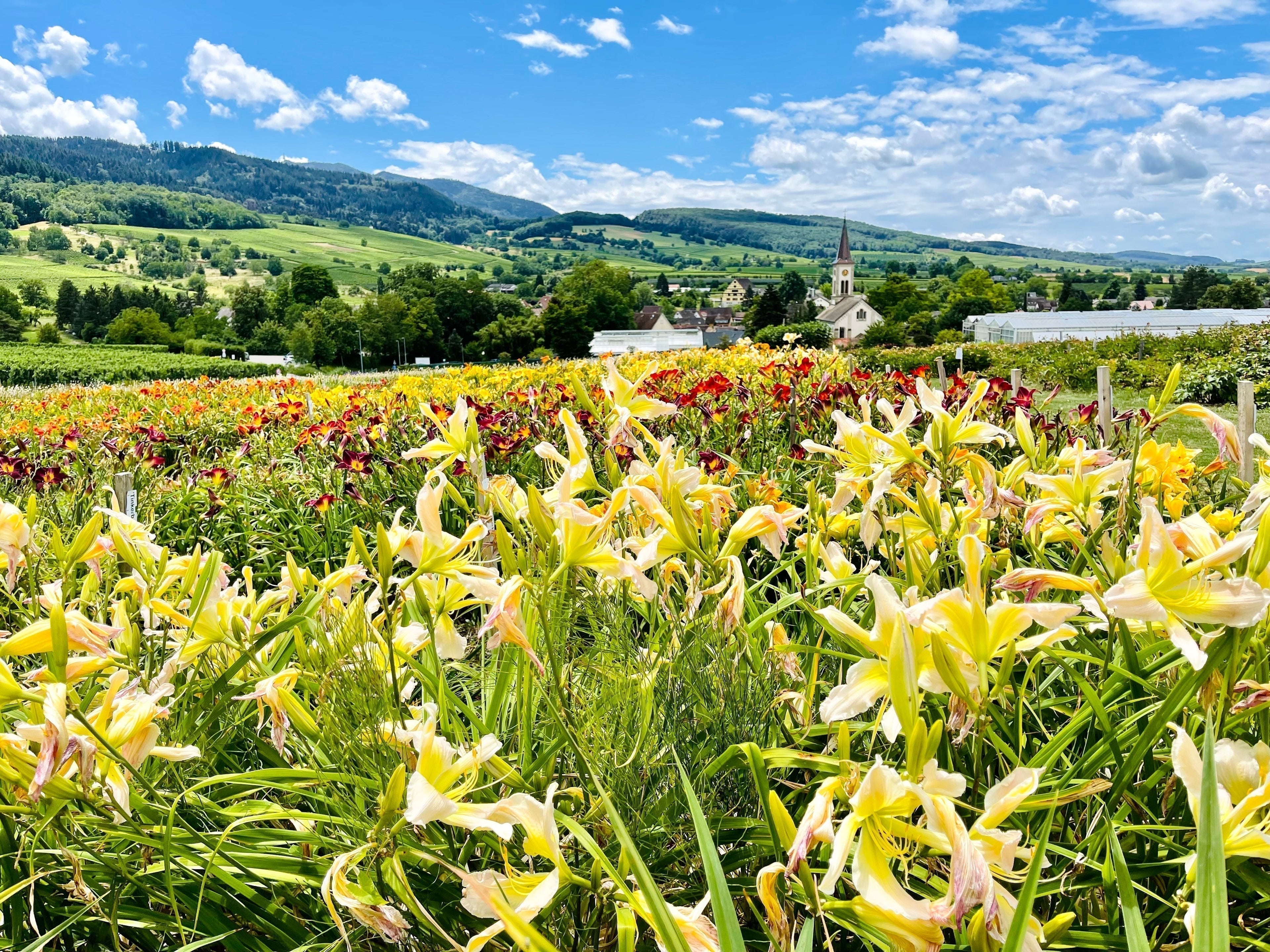 Die Taglilie (Erfahren Sie mehr über diese wunderbare Staude mit vielen Vorzügen)