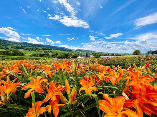 Hemerocallis (Taglilien)