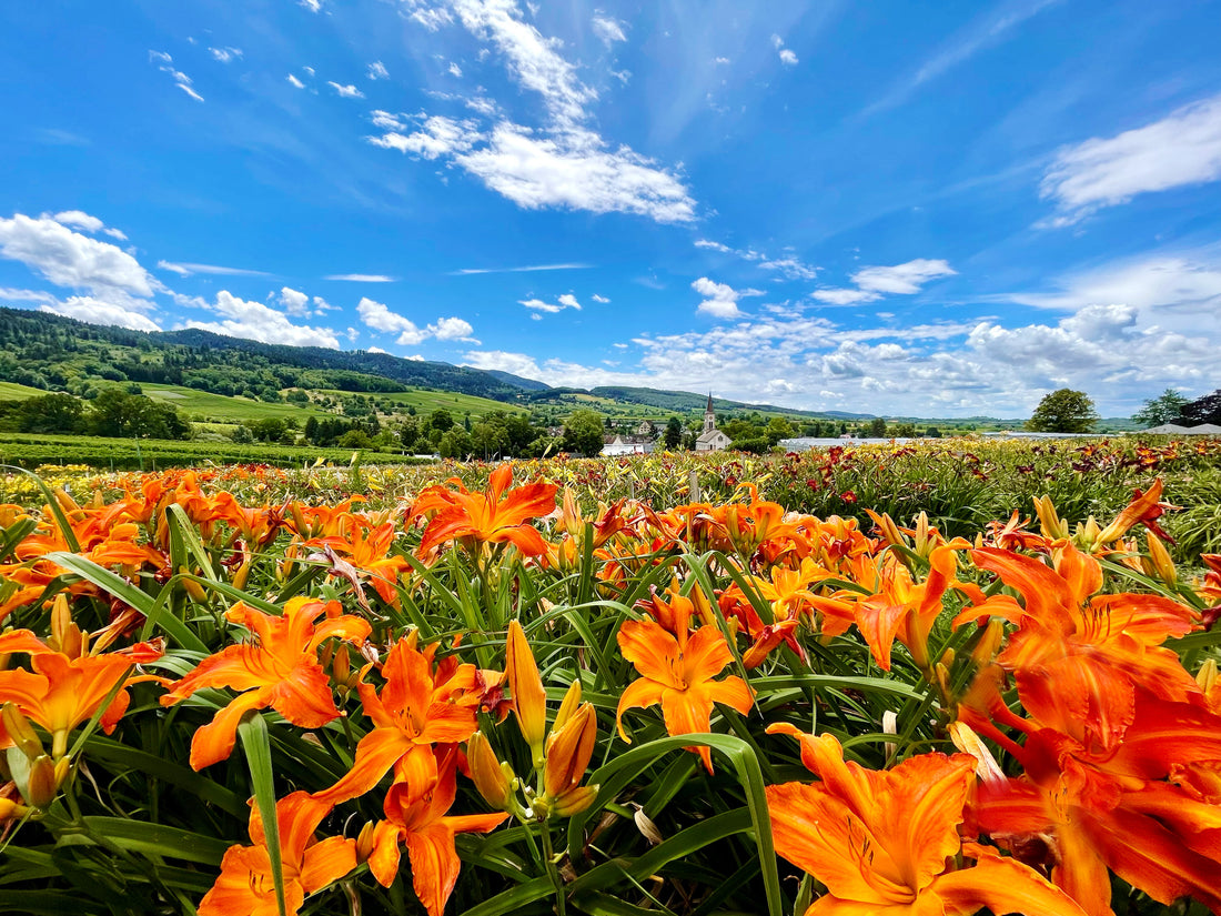 Hemerocallis (Taglilien)