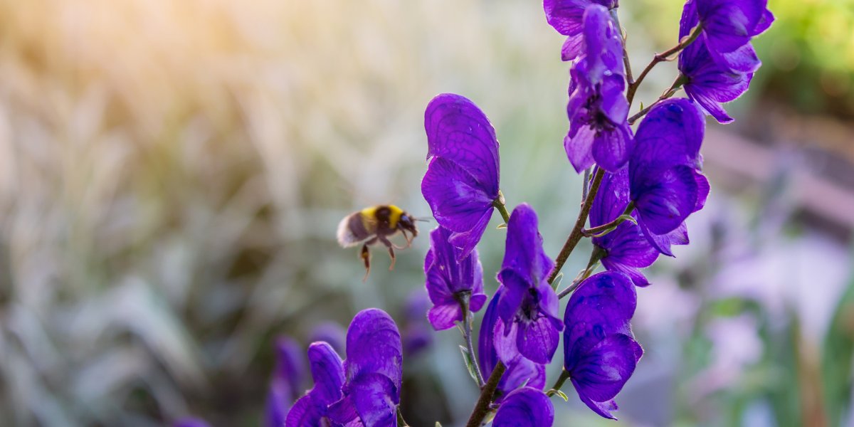 Aconitum (Eisenhut)