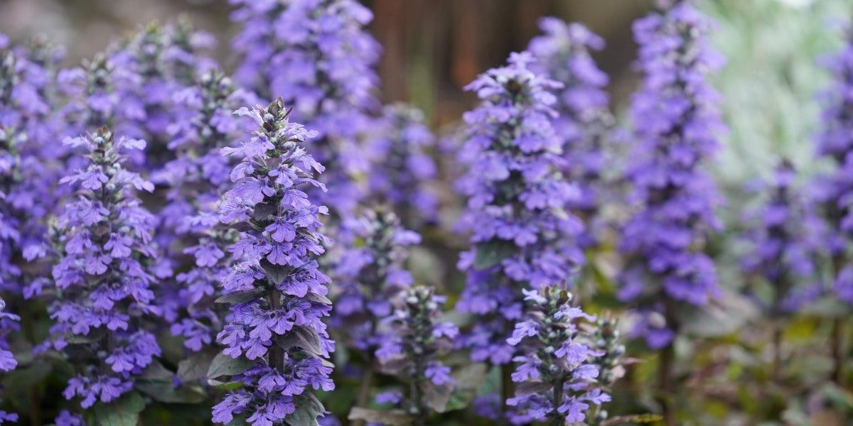 Ajuga (Günsel)
