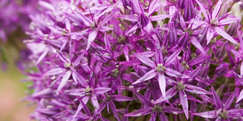 Allium (Zierlauch)-Kugelige Akzente im Frühsommerbeet