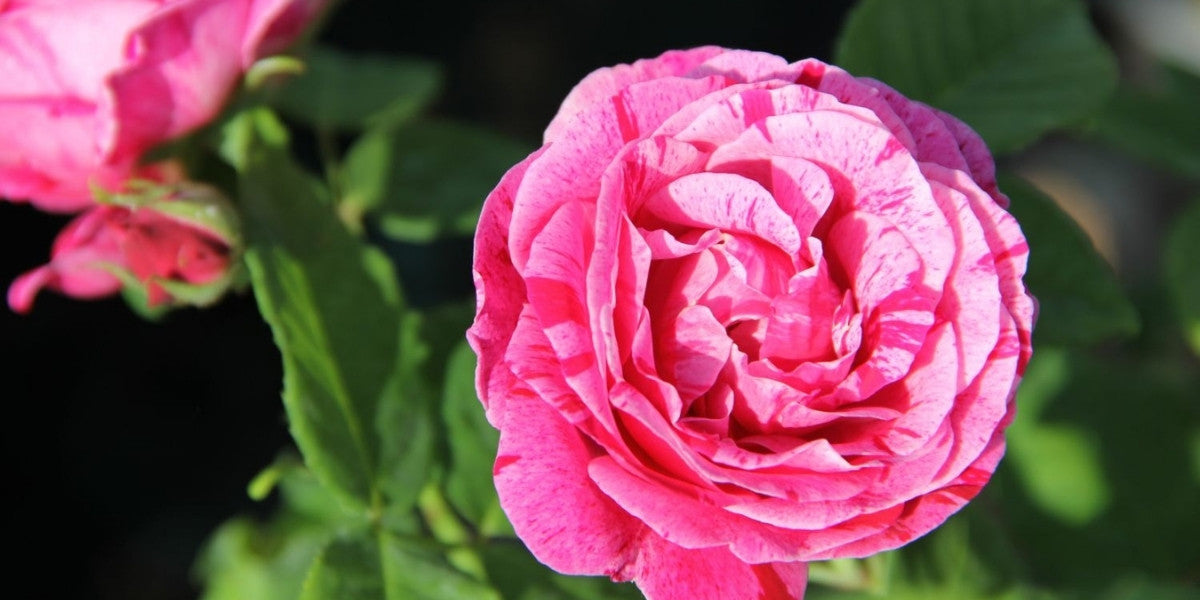 Alte Rosen