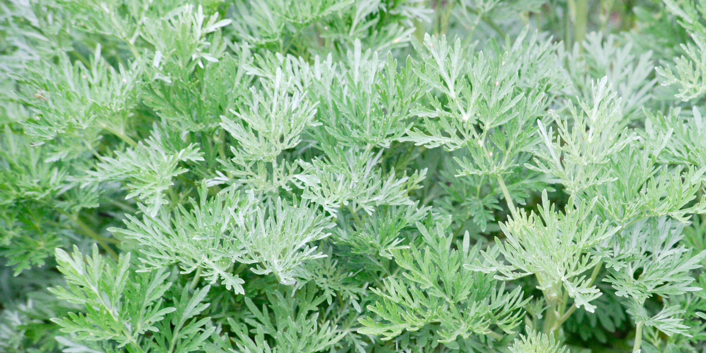 Artemisia (Beifuß)
