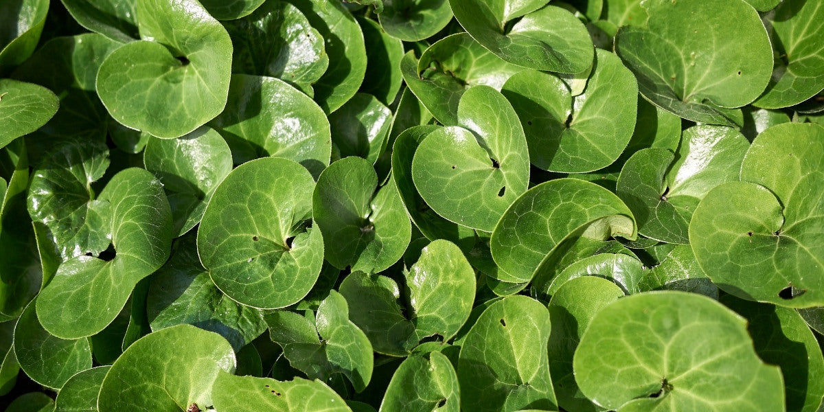 Asarum (Haselwurz)