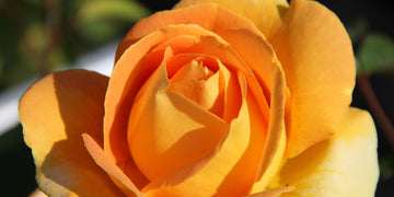 Beetrosen kaufen Schöne Rosen für Ihren Garten