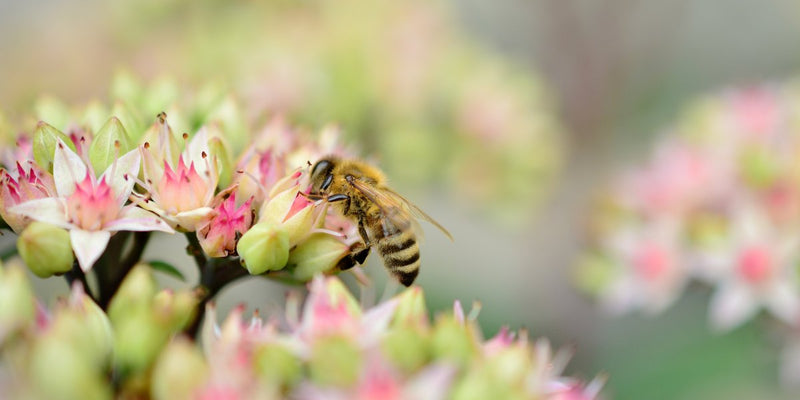 Bienen & Schmetterlinge-Stauden für den bienen- und schmetterlingsfreundlichen Garten