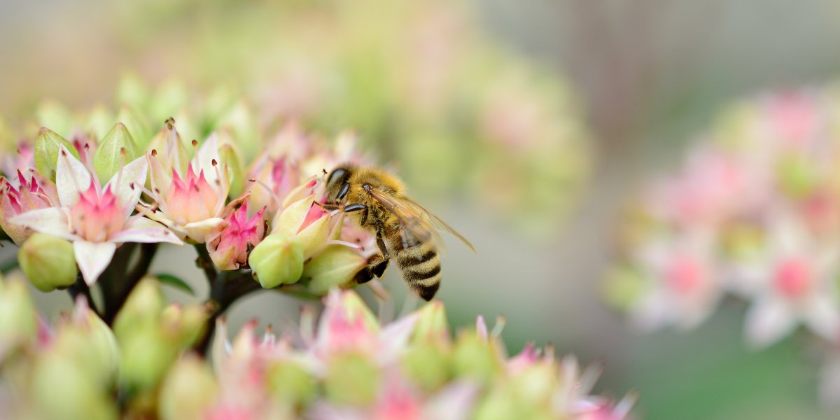 Bienen & Schmetterlinge