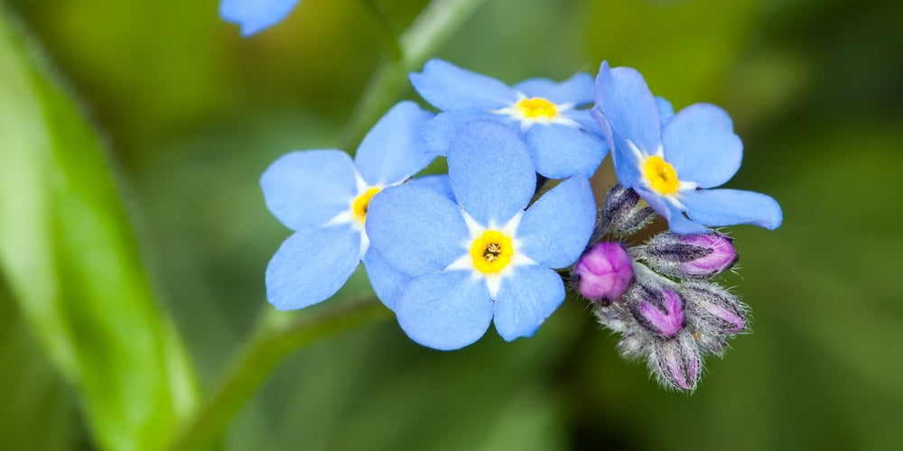 Stauden winterharte, mehrjährige Blumen Gräfin von Zeppelin