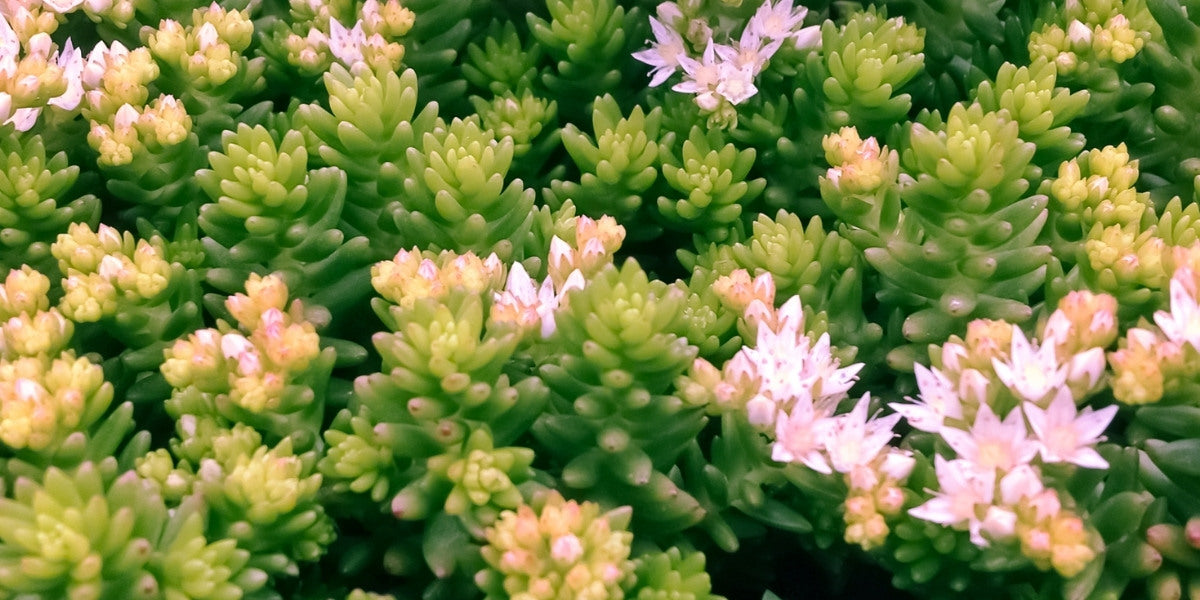 Bodendeckende Pflanzen