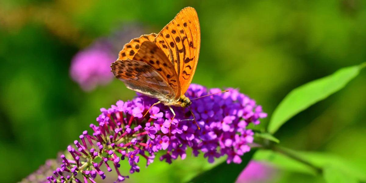 Schmetterling sitzt auf Buddleja (Sommerflieder oder Schmetterlingsflieder)