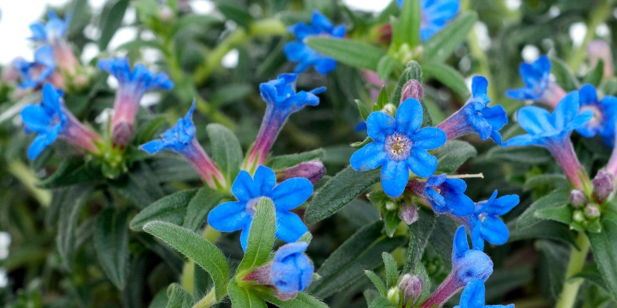 Buglossoides (Steinsame)