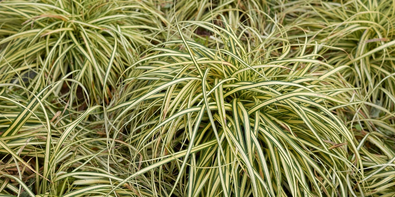 Carex (Segge)-unkomplizierte, meist immergrüne Gräser