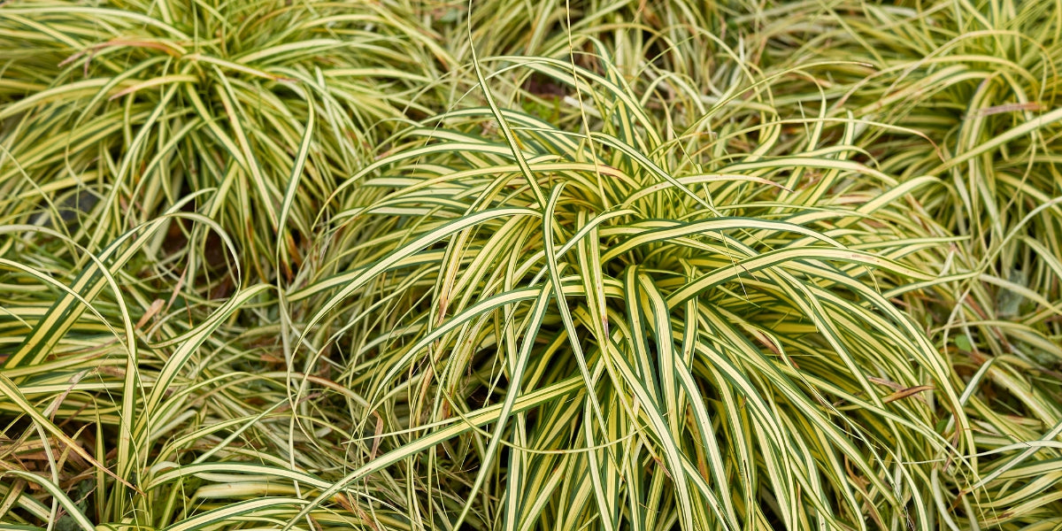 Carex (Segge)