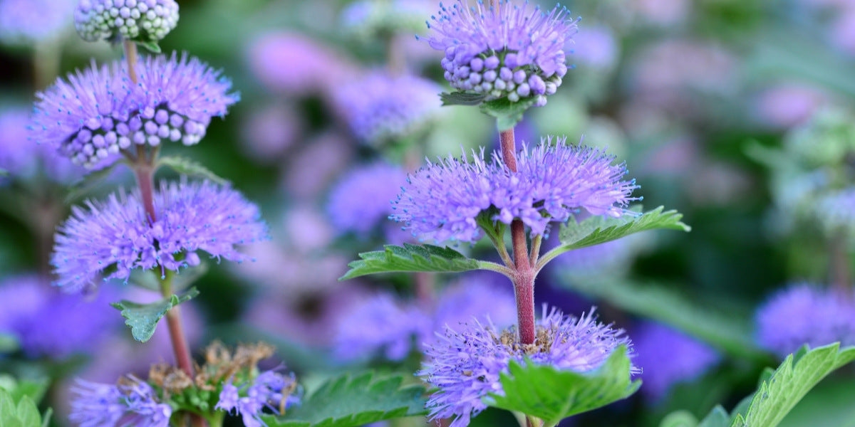 Caryopteris