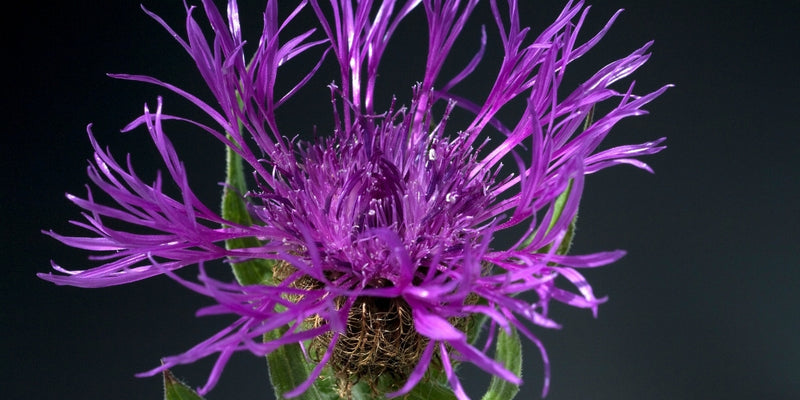 Centaurea (Flockenblume)-charmante Natürlichkeit