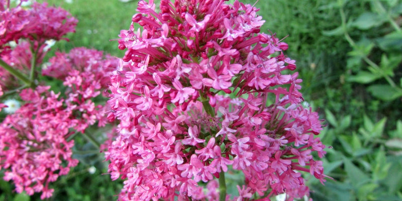 Centranthus (Spornblume)-Für vollsonnige Standorte auf trockenen Böden
