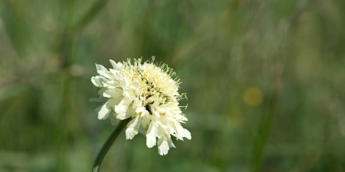 Cephalaria (Riesenschuppenkopf)