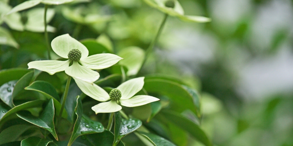 Cornus