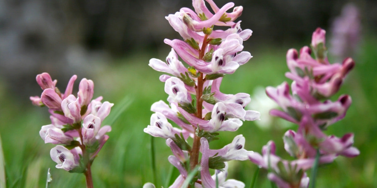 Corydalis (Lerchensporne)