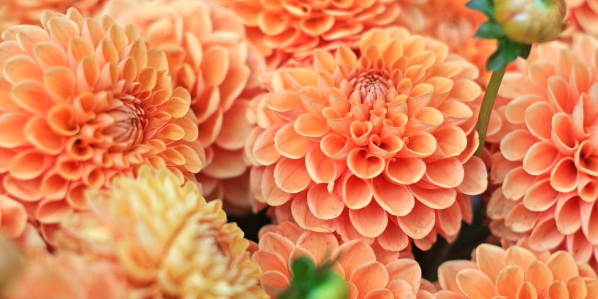 Dahlia (Dahlien)