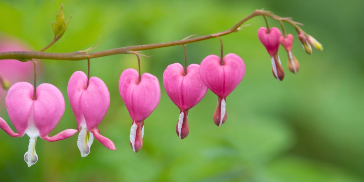 Dicentra (Herzblume)