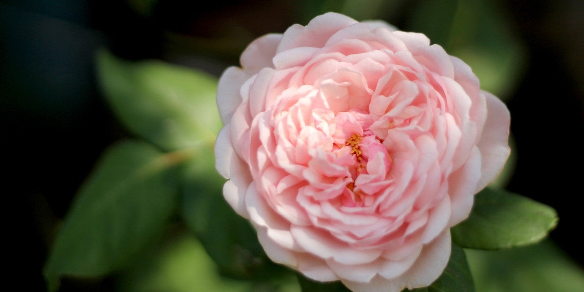 Englische Rosen