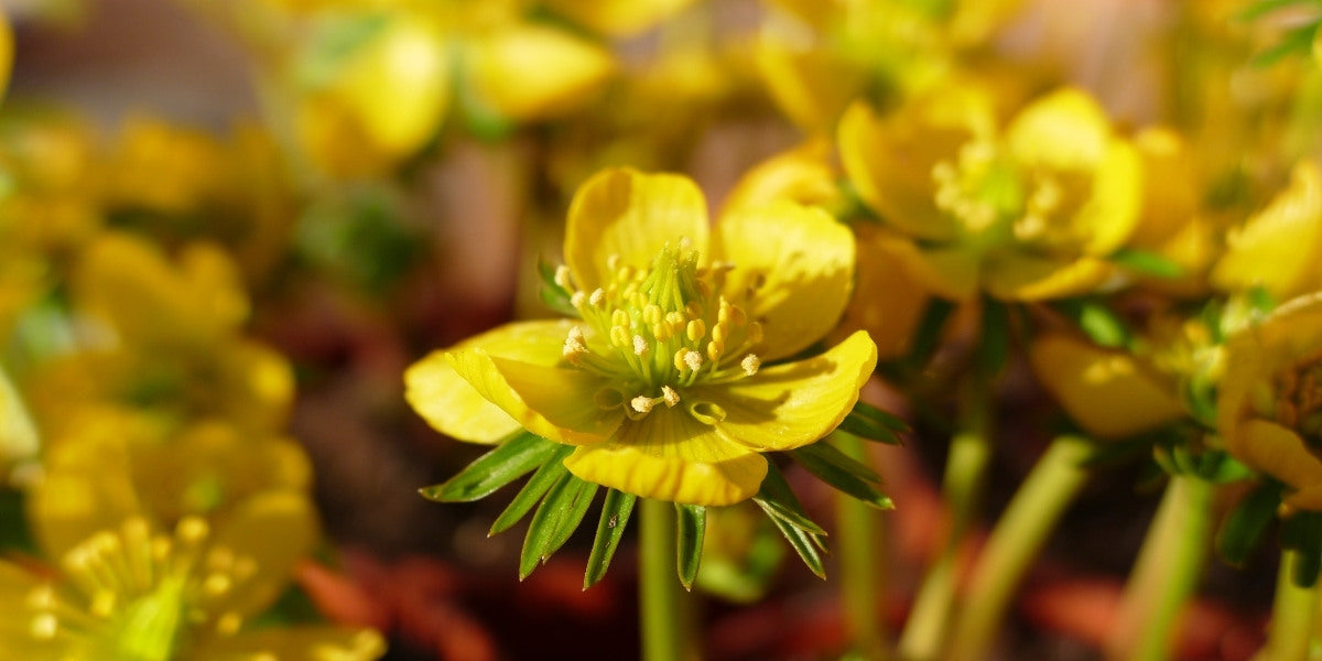 Eranthis (Winterling)