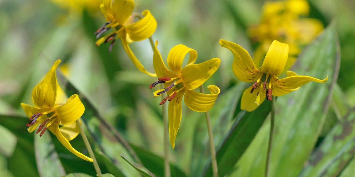 Erythronium (Hundszahn-Lilien)