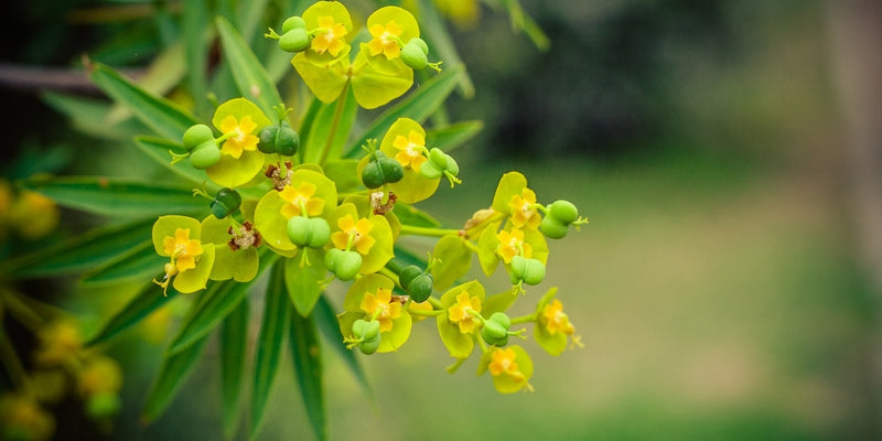 Euphorbia (Wolfsmilch)-Vielfältig in der Sonne oder im Halbschatten