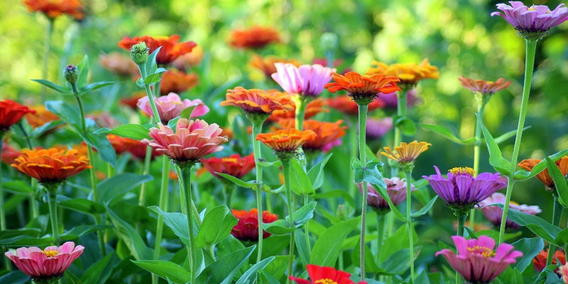 Gartenthemen-Ideen und Inspirationen für Ihr Gartenglück