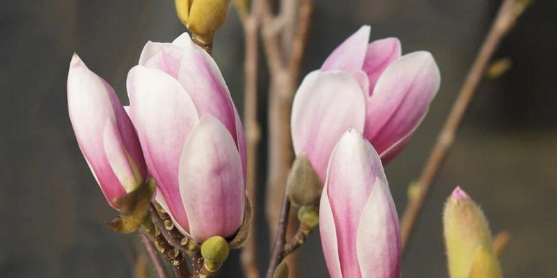 Frühlingsblüher-frühlingsblühende Sträucher und Gehölze