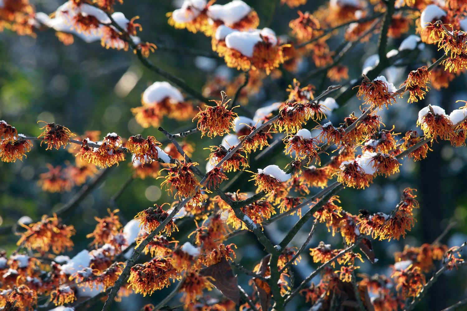 Winterblüher