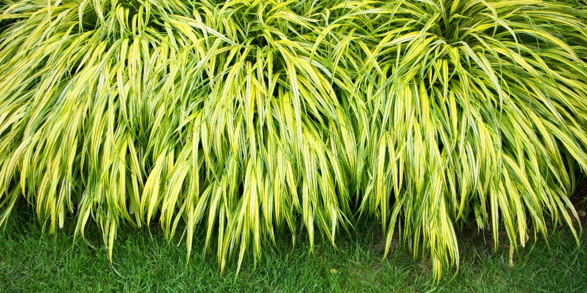 Hakonechloa (Berggras)
