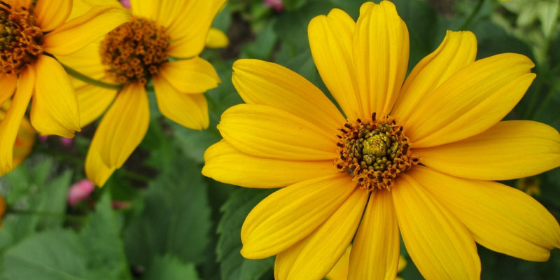 Helianthus (Sonnenblume)-Heiteres Gesicht des Hochsommers