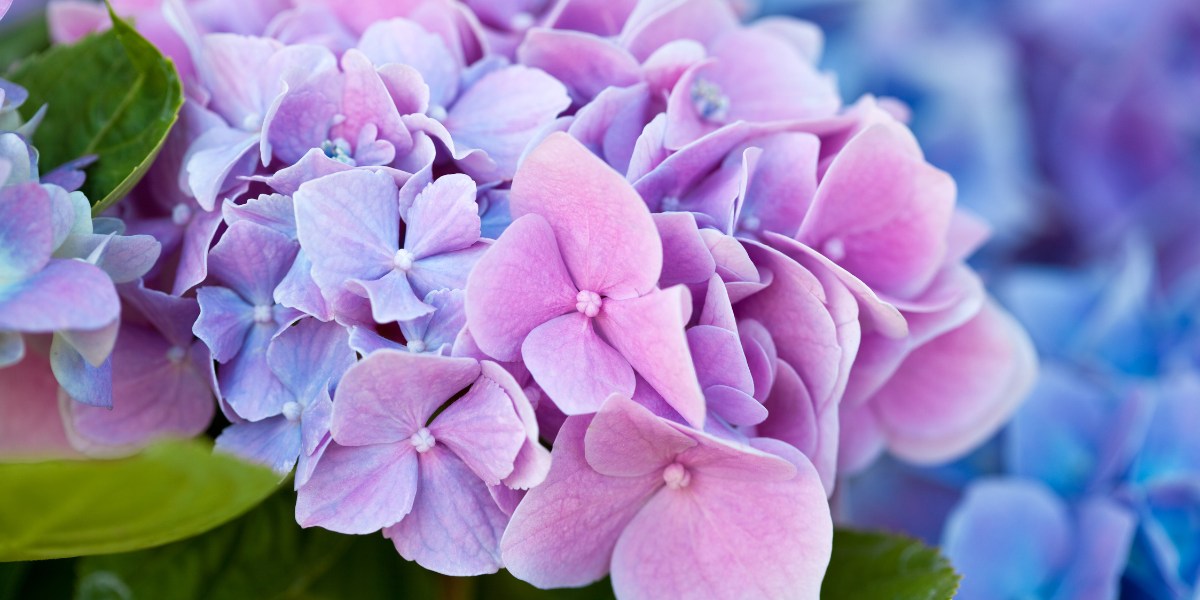 Hydrangea (Hortensien)