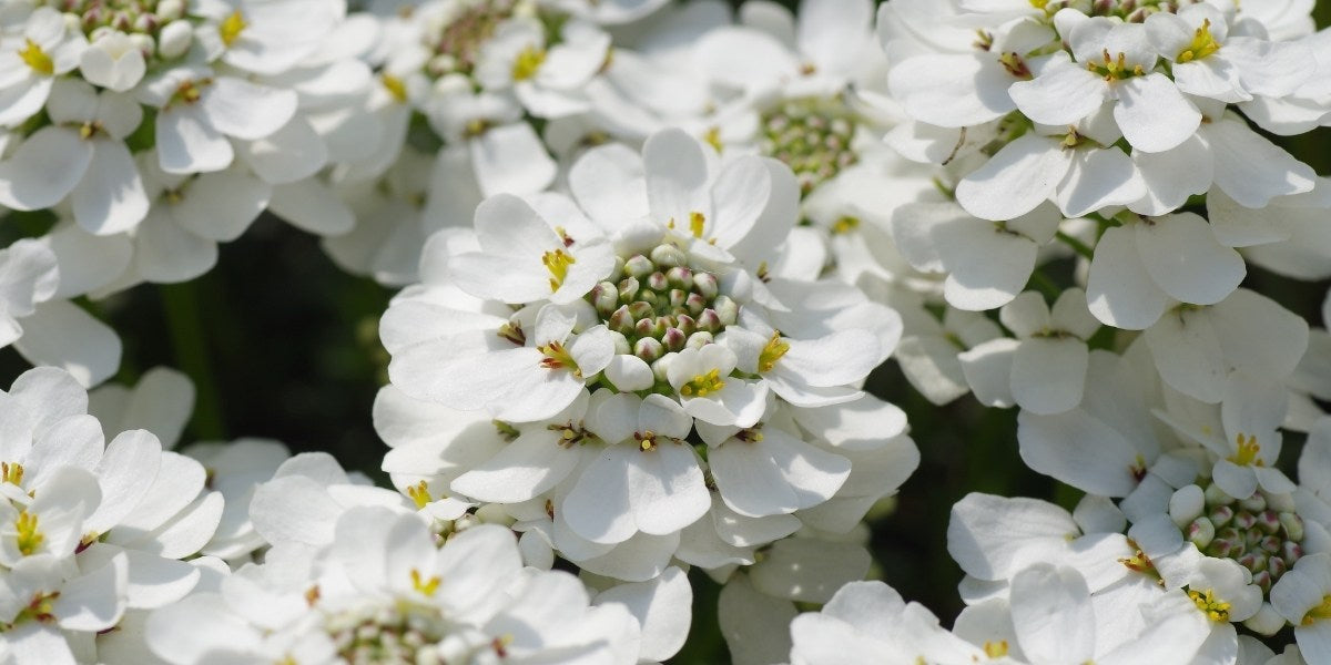 Iberis (Schleifenblume)