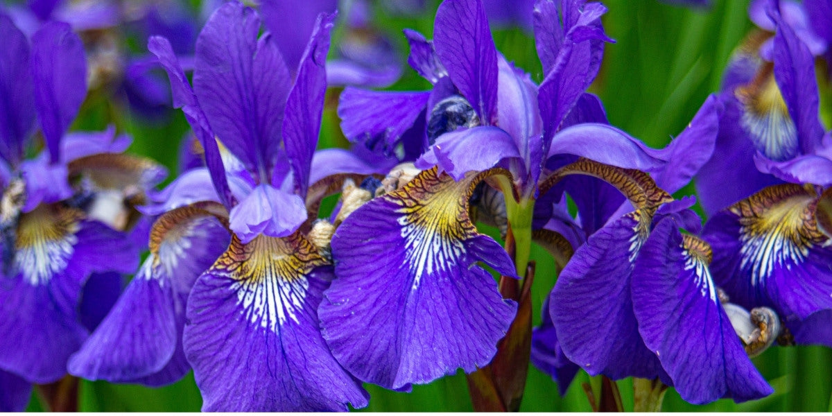 Iris (Zwiebel-Schwertlilie)
