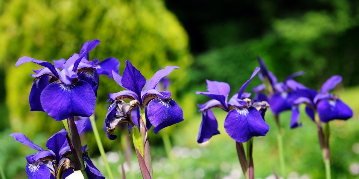 Iris sibirica (Wiesen-Schwertlilie)