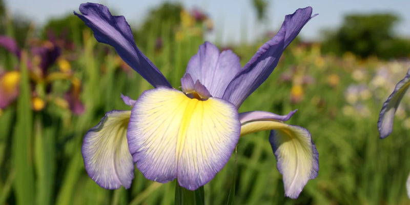 Iris Spuria (Steppen-Iris)-Steppen-Iris | Wieseniris
